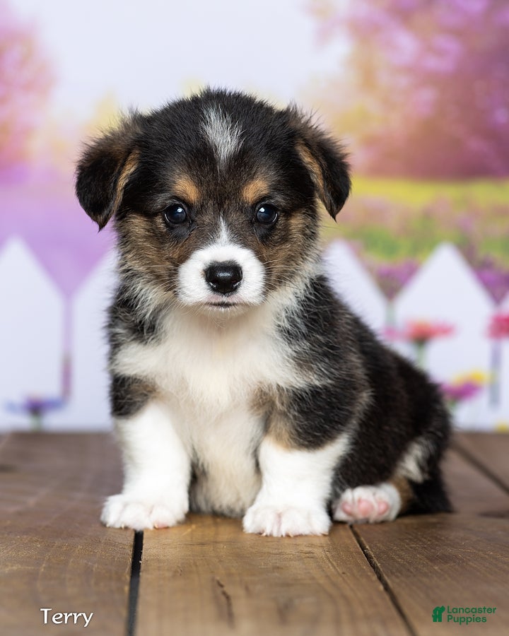 Welsh Corgi Pembroke dogs Terry - Ad 1