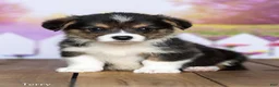 Welsh Corgi Pembroke dogs for sale: Terry - Ad 1