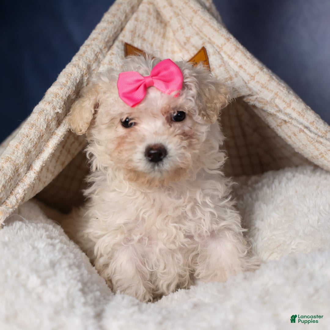 Yochon dogs for sale: NANA - Ad 7