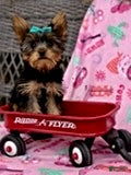 Yorkshire Terrier dogs Jason - Ad 1