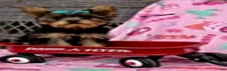 Yorkshire Terrier dogs for sale: Jason - Ad 1