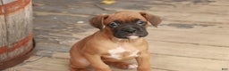 Boxer dogs for sale: Hazel - Ad 6