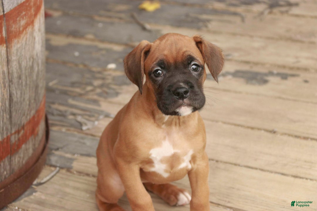 Boxer dogs for sale: Hazel - Ad 6