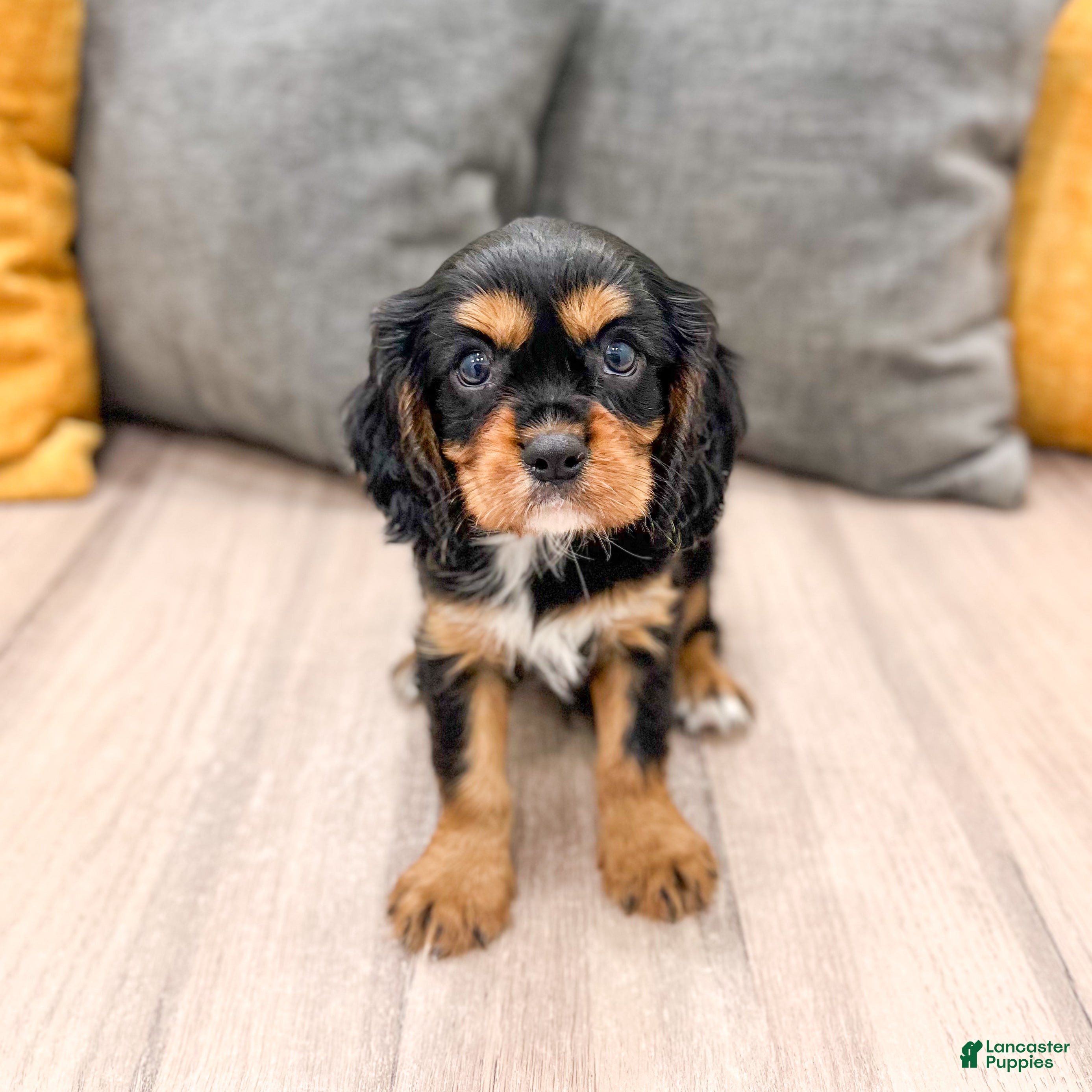 Cavalier King Charles Spaniel dogs Diesel - Ad 1