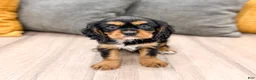 Cavalier King Charles Spaniel dogs for sale: Diesel - Ad 1