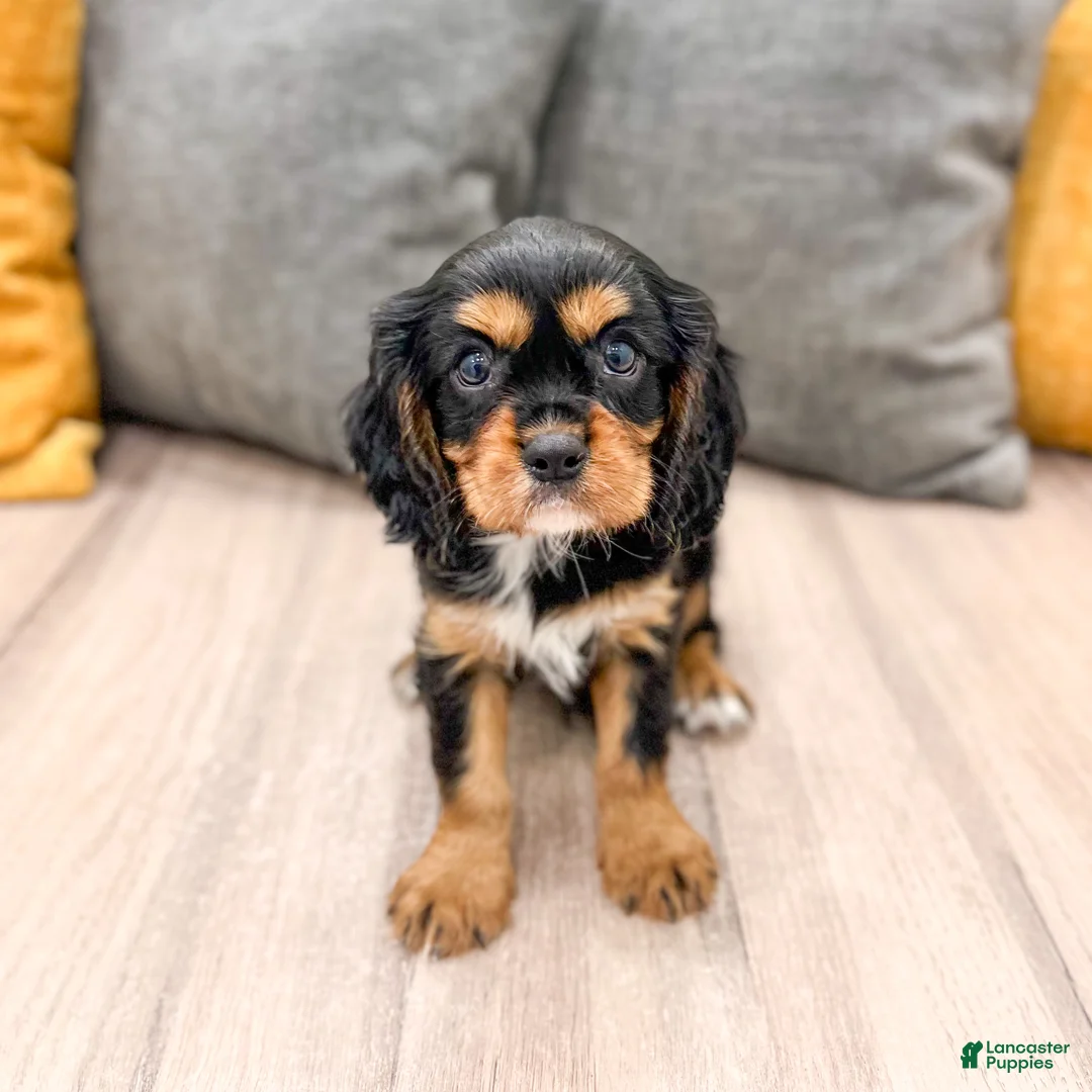 Cavalier King Charles Spaniel dogs for sale: Diesel - Ad 1