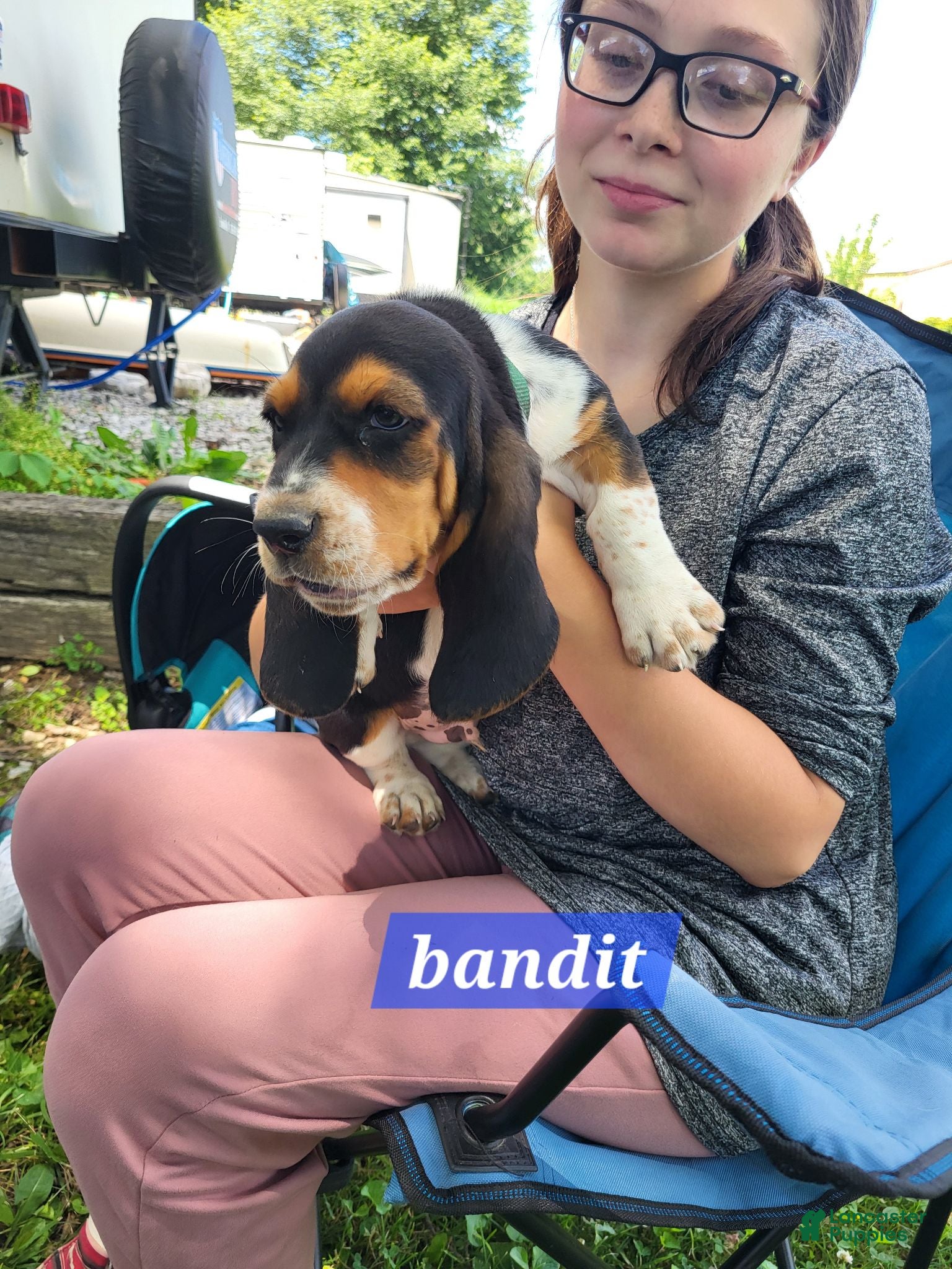 Basset Hound dogs Bandit  - Ad 20