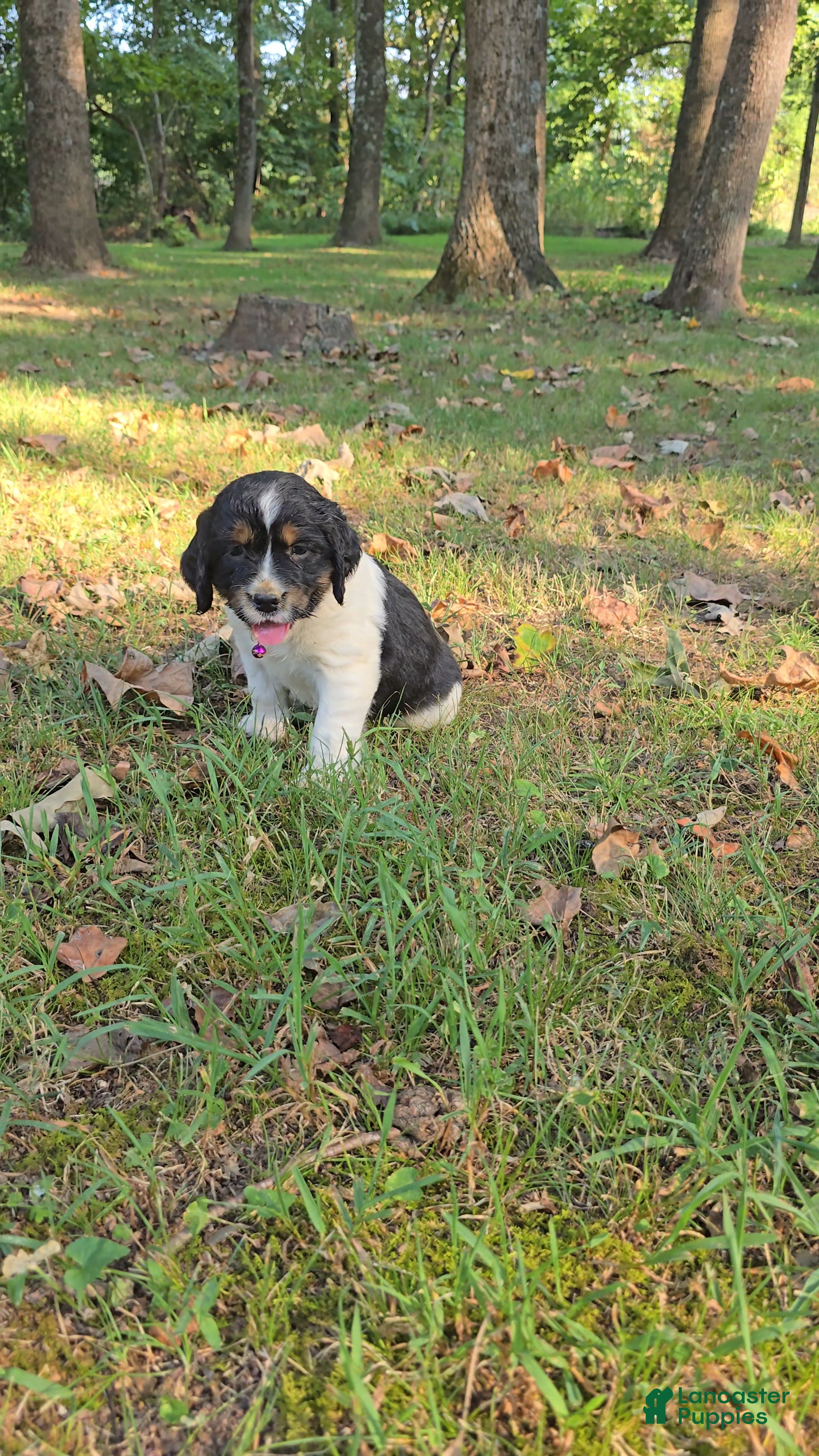 English Springer Spaniel dogs Zuma - Ad 41