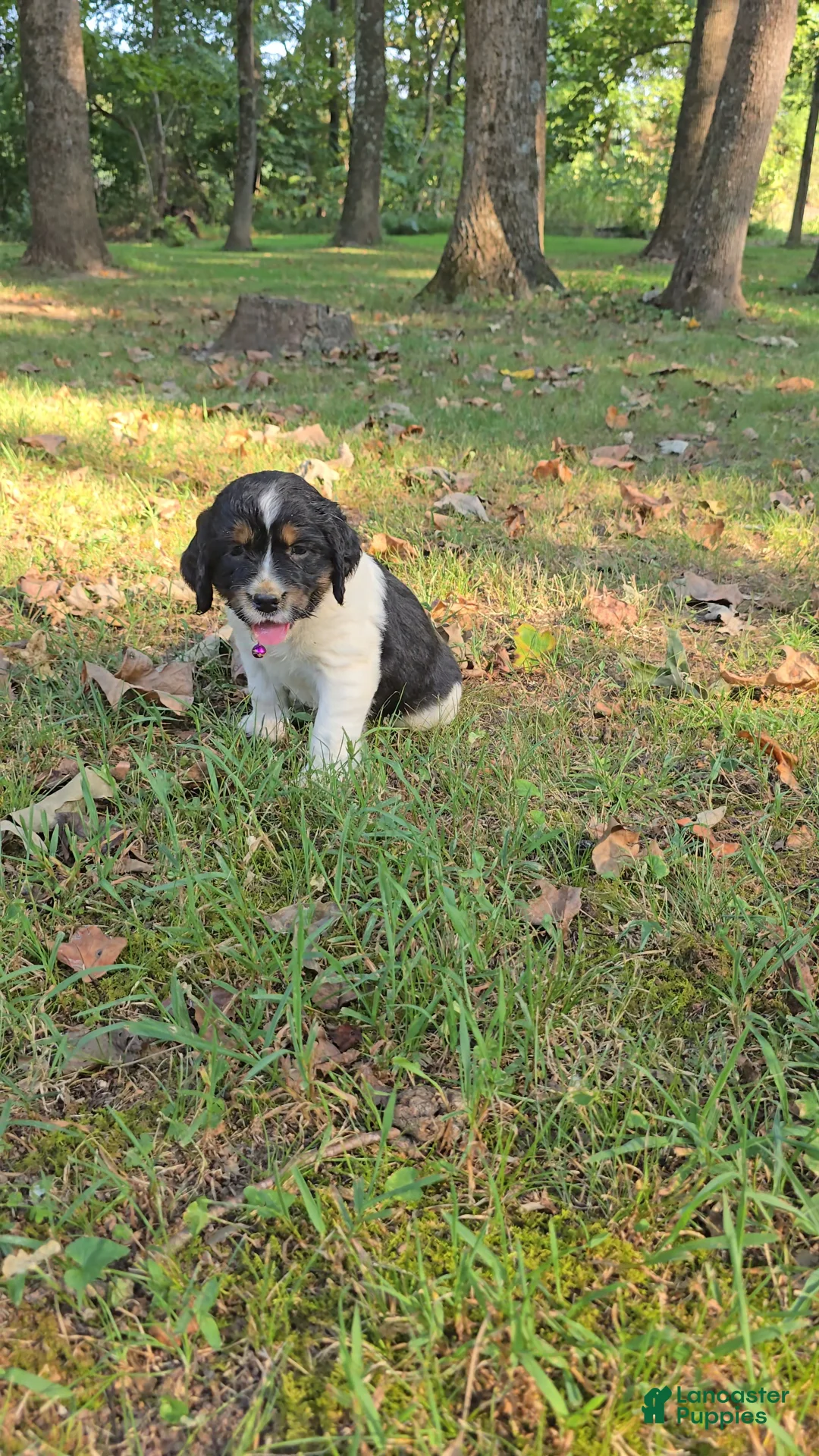 English Springer Spaniel dogs for sale: Zuma - Ad 1