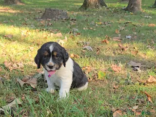 English Springer Spaniel dogs Zuma - Ad 41
