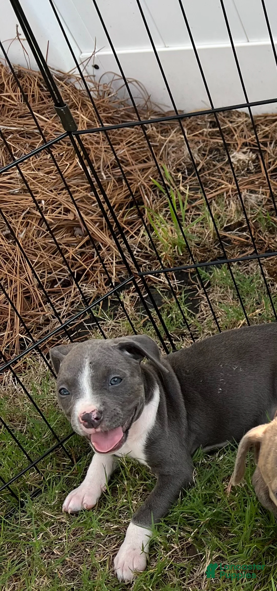 Mixed Breed dogs for sale: Mixed Breed 4 - Ad 2