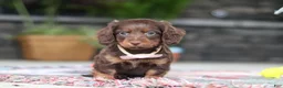 Miniature Dachshund dogs for sale: Rylie - Ad 8