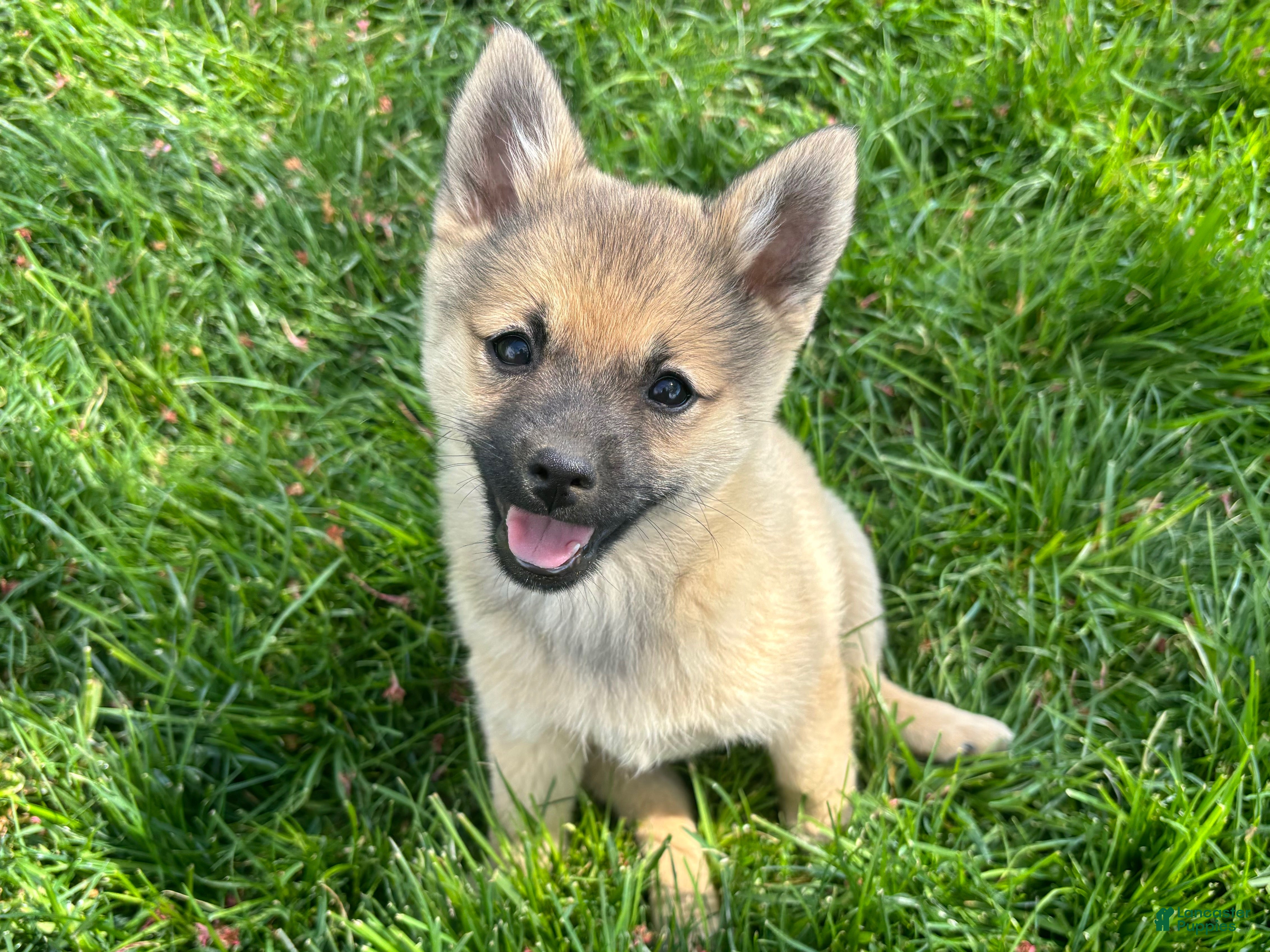 Mixed Breed dogs Princess Peach - Ad 1