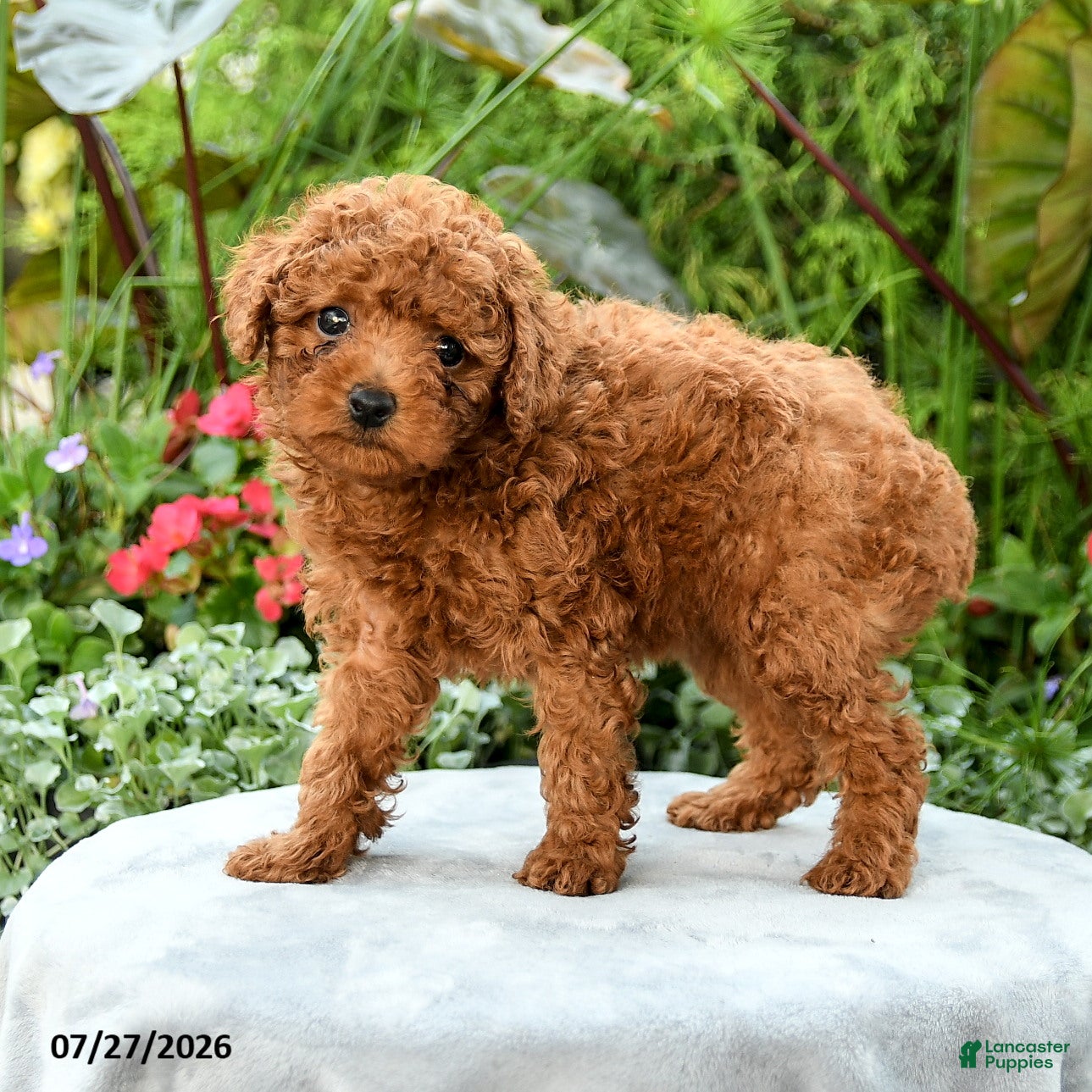 Toy Poodle dogs Tara - Ad 2