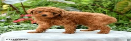 Toy Poodle dogs for sale: Tara - Ad 2