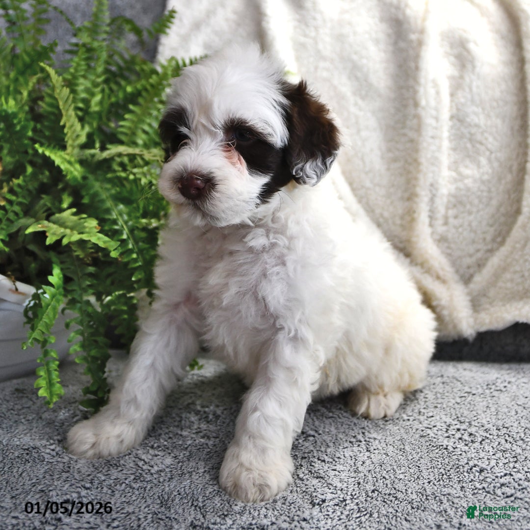 Portuguese Water Dog dogs for sale: Dumpling - Ad 7