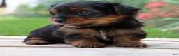 Yorkshire Terrier dogs for sale: Latte - Ad 4