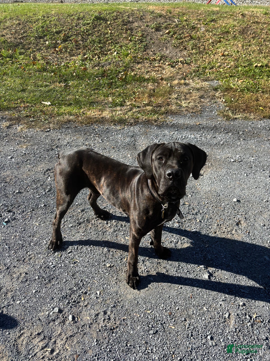 Cane Corso dogs for stud: Xphos - Ad 8