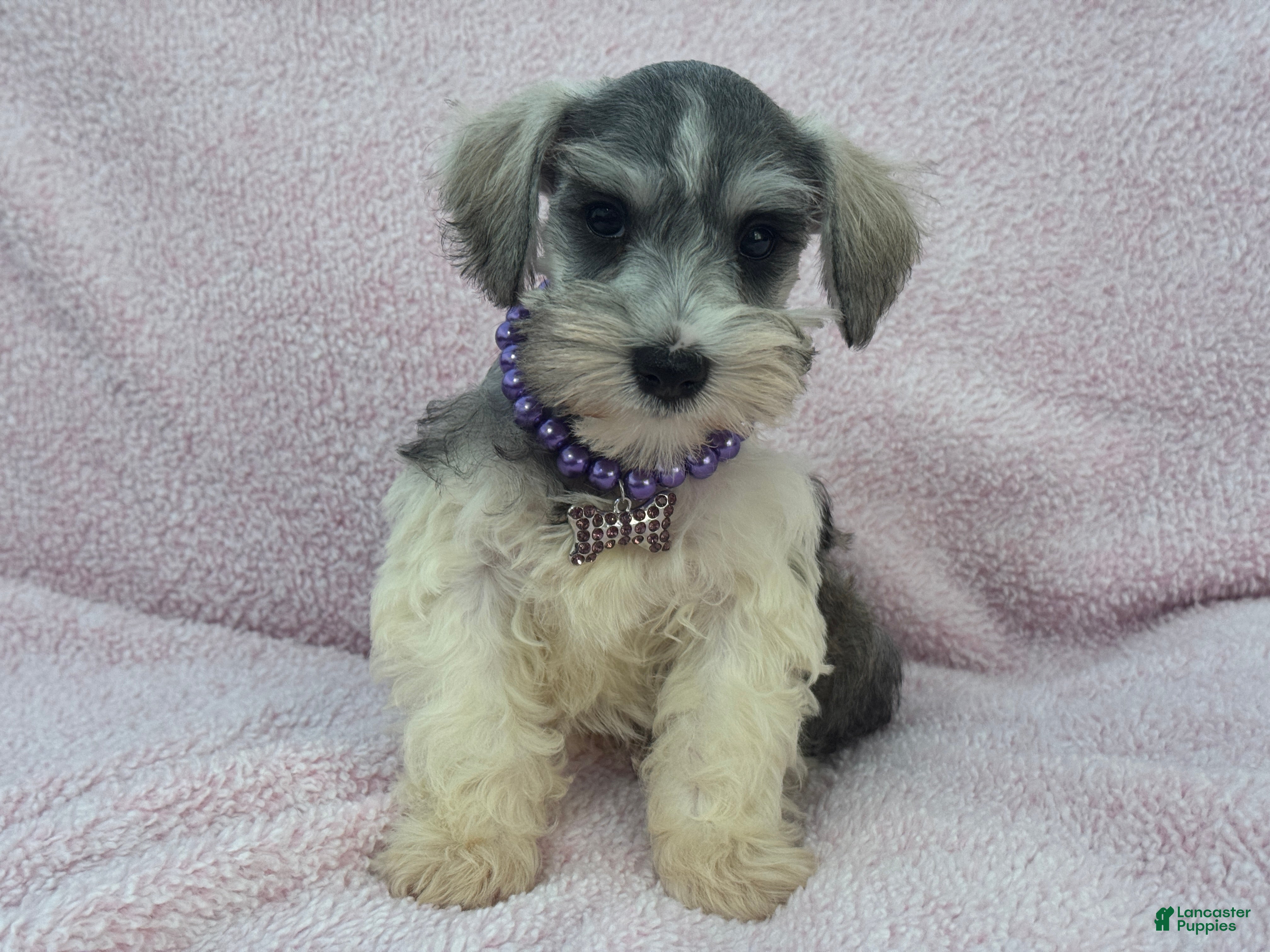 Miniature Schnauzer dogs Josie Female 2 - Ad 8