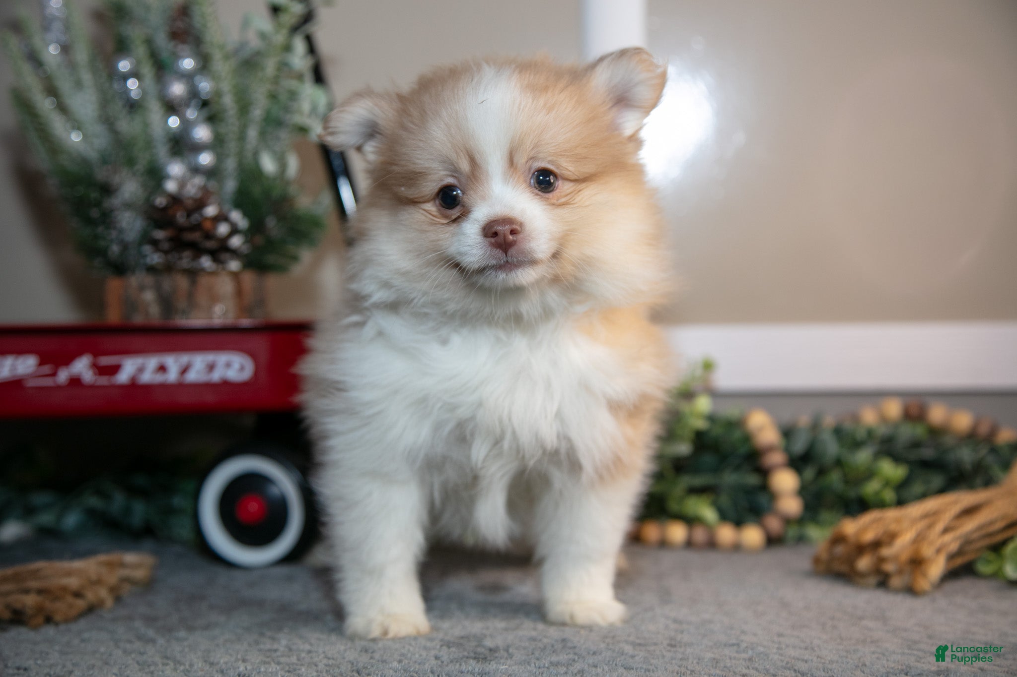 Pomapoo dogs Mindy - Ad 2