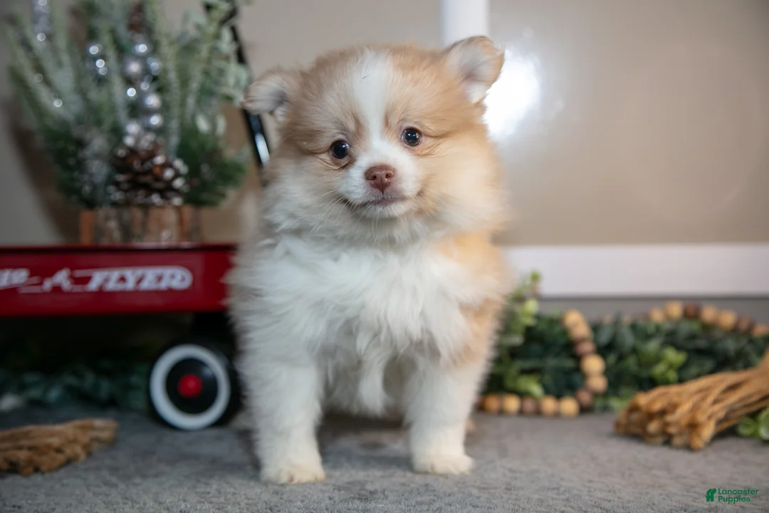 Pomapoo dogs for sale: Mindy - Ad 2