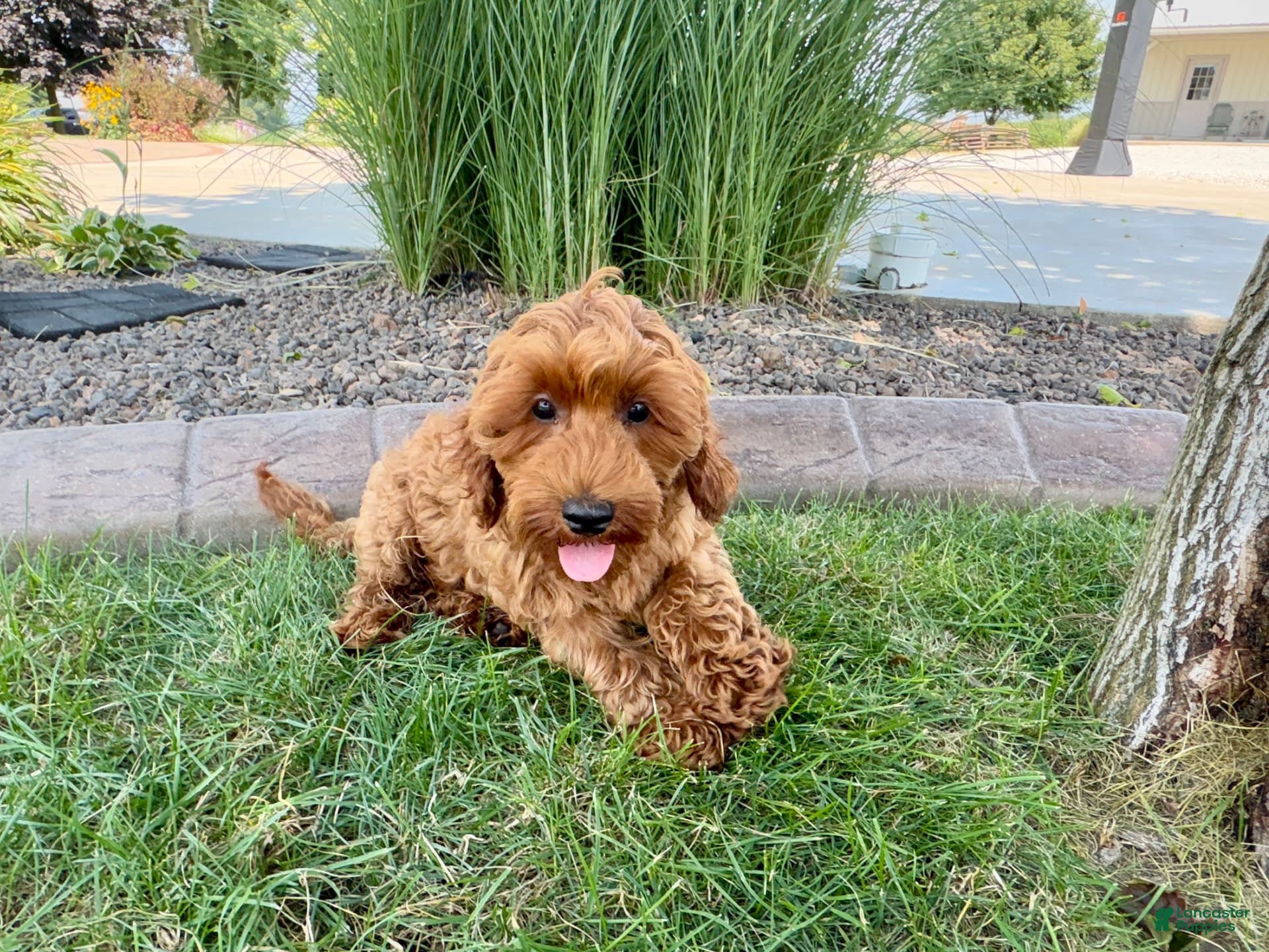 Cockapoo dogs Henry - Ad 2