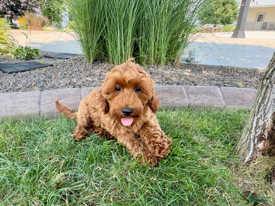Cockapoo dogs for sale: Henry - Ad 2