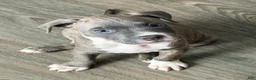 American Pit Bull Terrier dogs for sale: American Pit Bull Terrier 1 - Ad 2