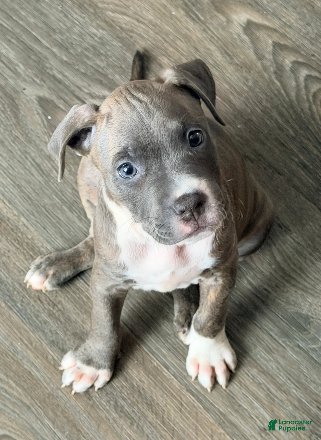 American Pit Bull Terrier dogs for sale: American Pit Bull Terrier 1 - Ad 2