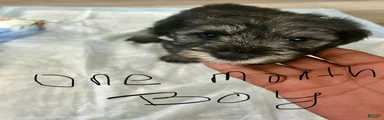 Schnauzer 3