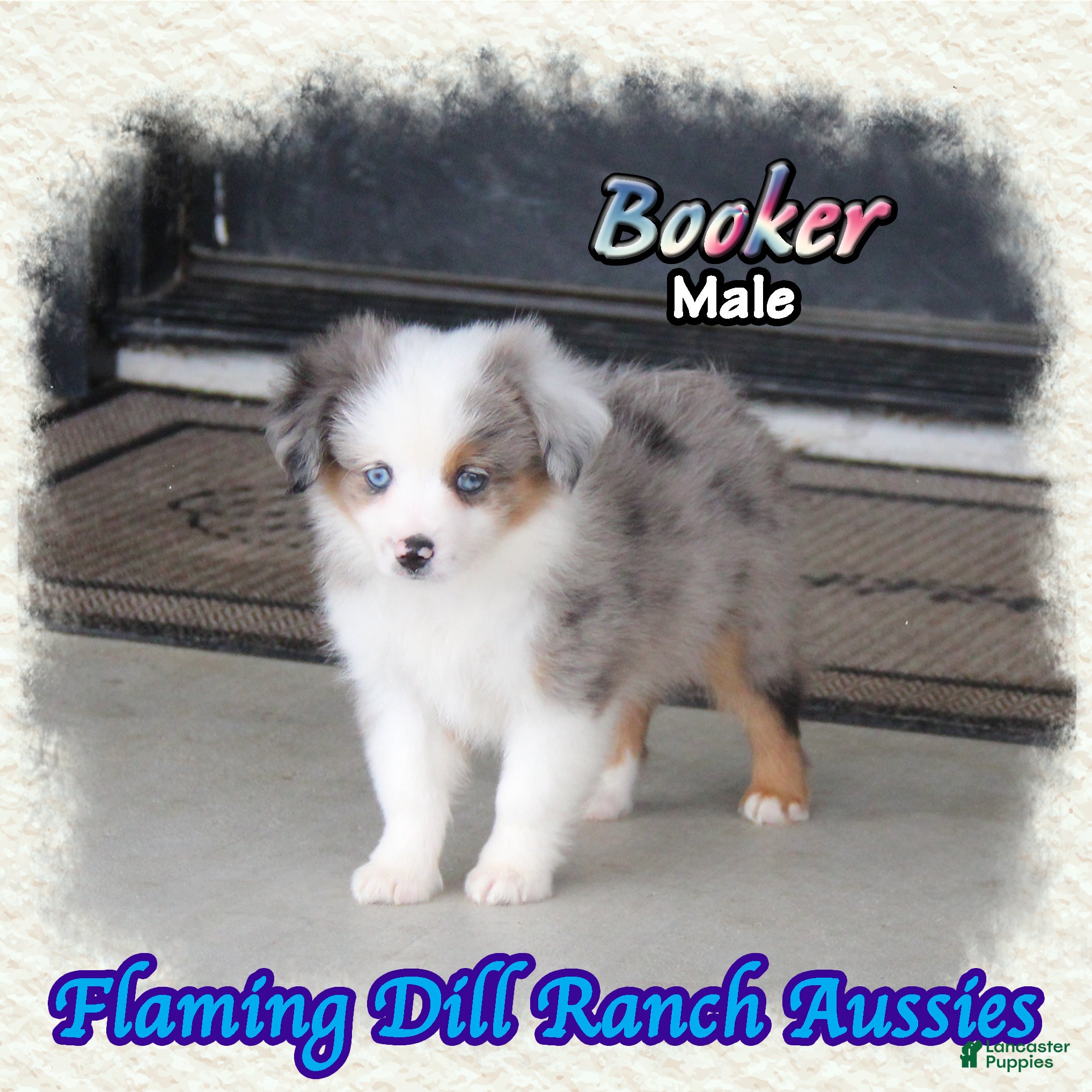 Toy Australian Shepherd dogs for sale: Booker - Ad 2