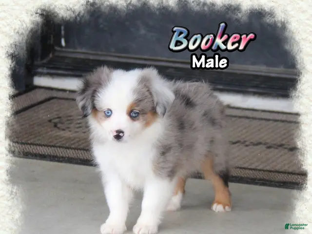 Toy Australian Shepherd dogs for sale: Booker - Ad 2