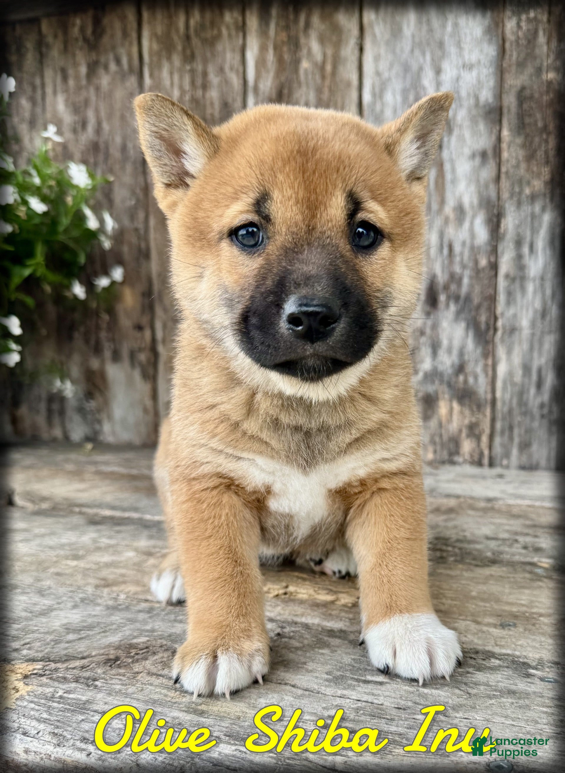 Shiba Inu dogs Olive - Ad 1