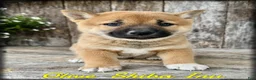 Shiba Inu dogs for sale: Olive - Ad 1