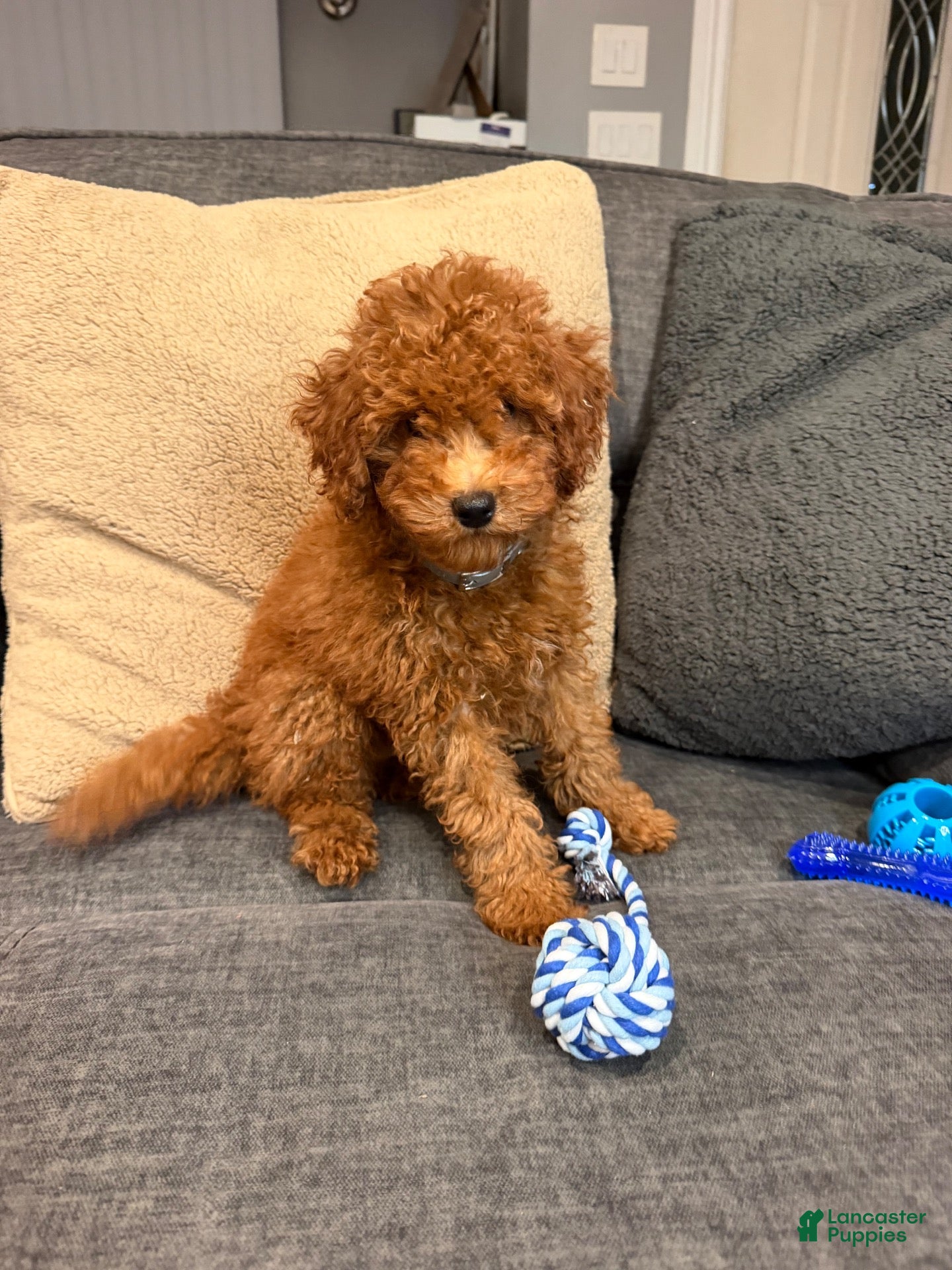 Mini Goldendoodle dogs for sale: Felix - Ad 3