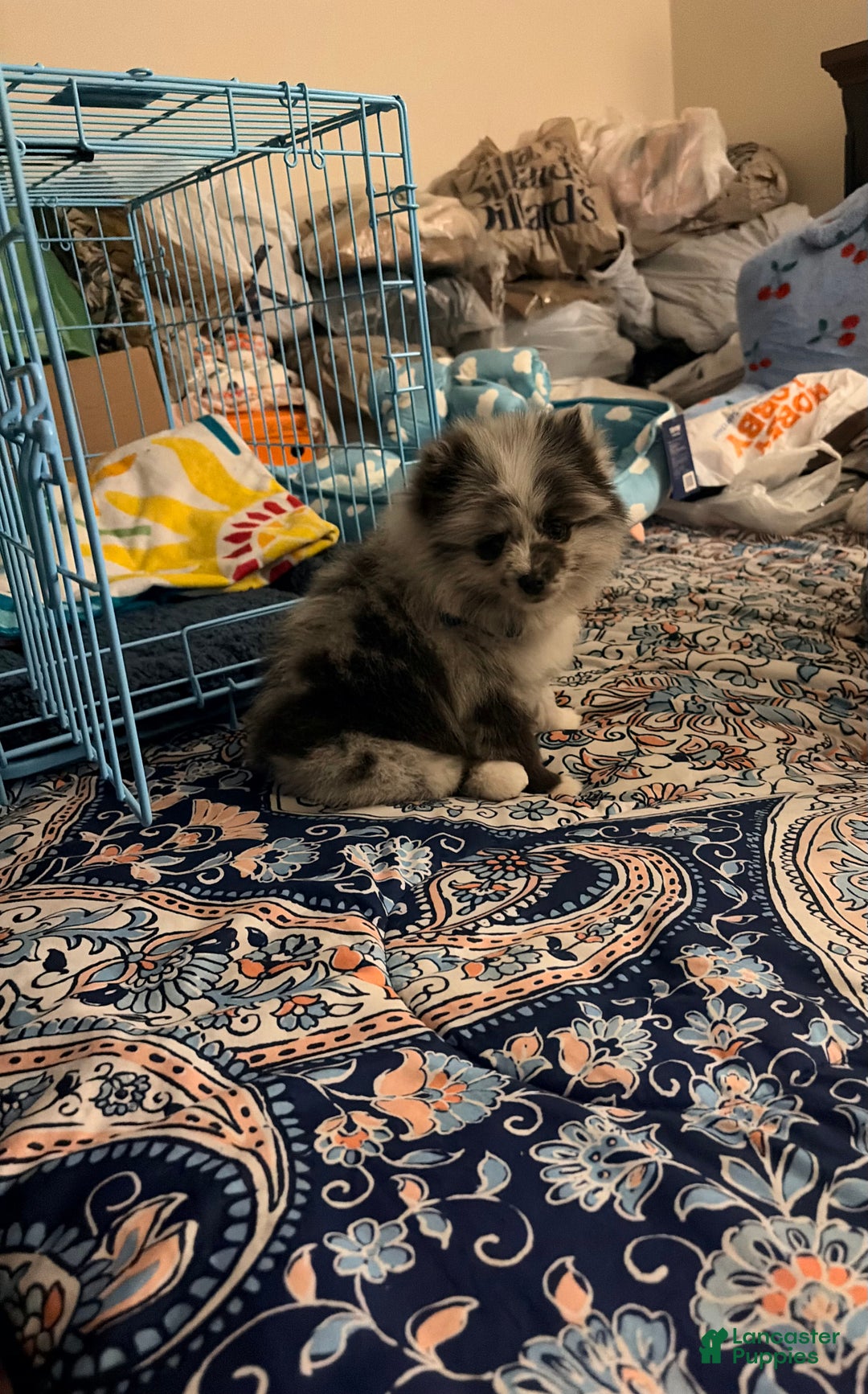 Pomeranian dogs for sale: Thumper (Merle) - Ad 6