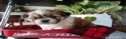 Shih Tzu dogs for sale: Oliver - Ad 4
