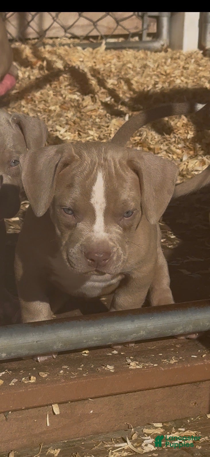 American Bully dogs for sale: American Bully 3 - Ad 3