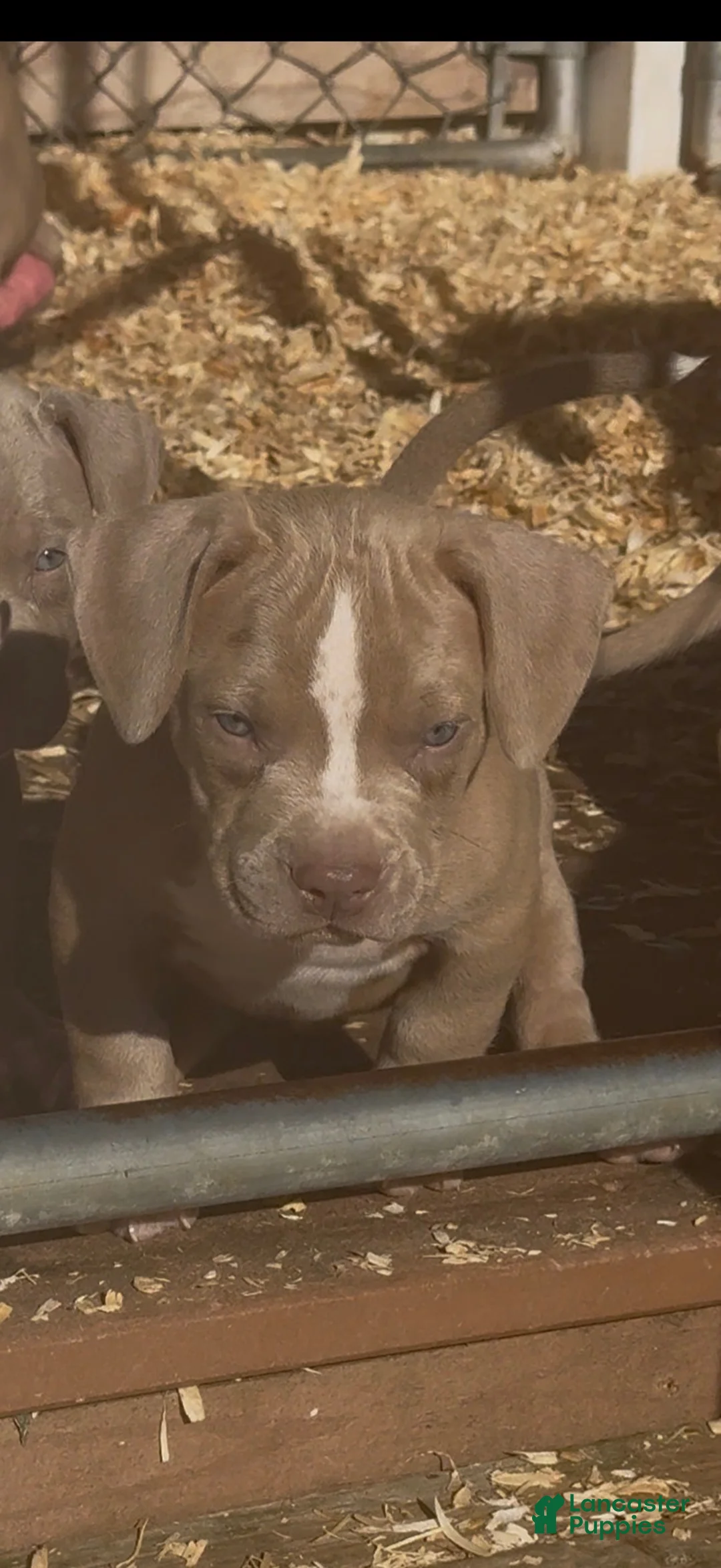 American Bully dogs for sale: American Bully 3 - Ad 1