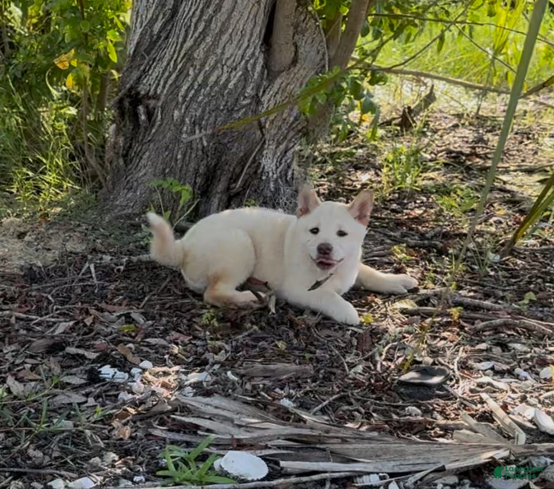 Shiba Inu dogs for sale: Shiba Inu Puppy 5 - Ad 35