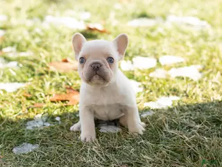 French Bulldog dogs Dolly - Ad 5