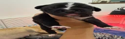 Cane Corso dogs for sale: Pablo - Ad 3