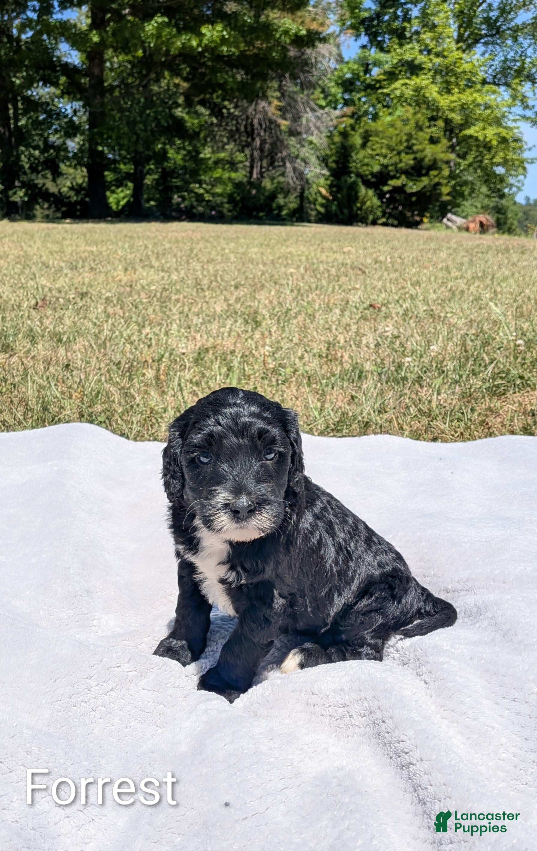 Mixed Breed dogs Forrest - Ad 1