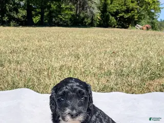 Mixed Breed dogs for sale: Forrest - Ad 4