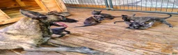 Dutch Shepherd dogs for sale: Dutch Shepherd 1 - Ad 12
