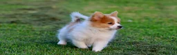 Pomeranian dogs for sale: Flame - Ad 1