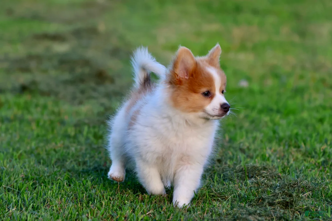 Pomeranian dogs for sale: Flame - Ad 1