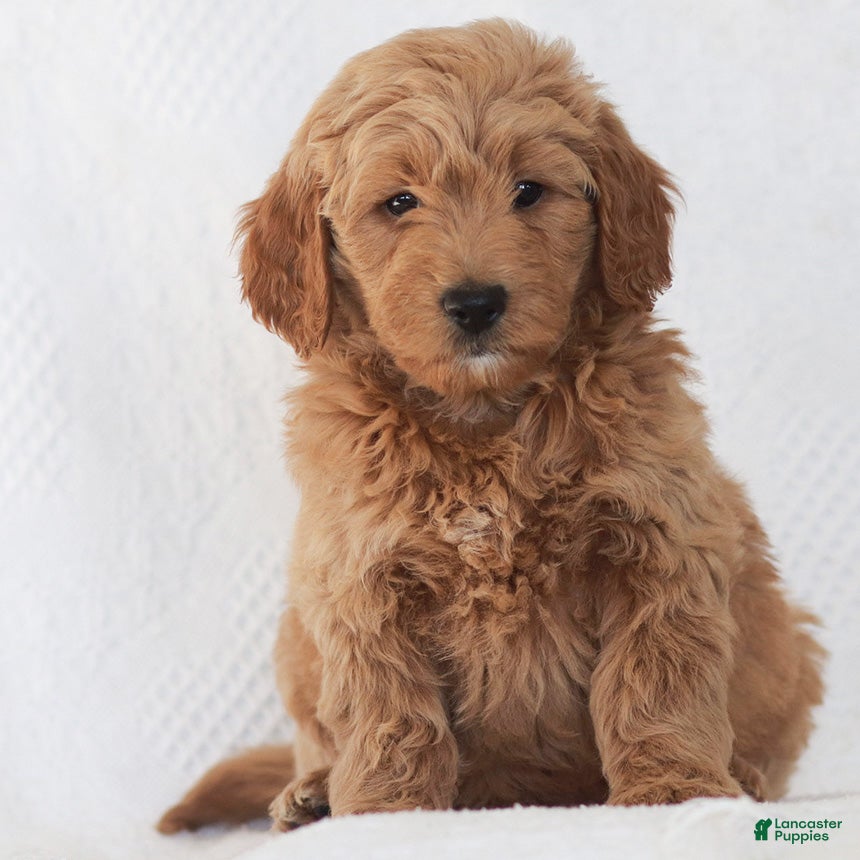 Mini Goldendoodle dogs Ruth - Ad 28