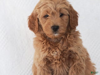 Mini Goldendoodle dogs Ruth - Ad 28