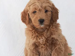 Mini Goldendoodle dogs Ruth - Ad 41